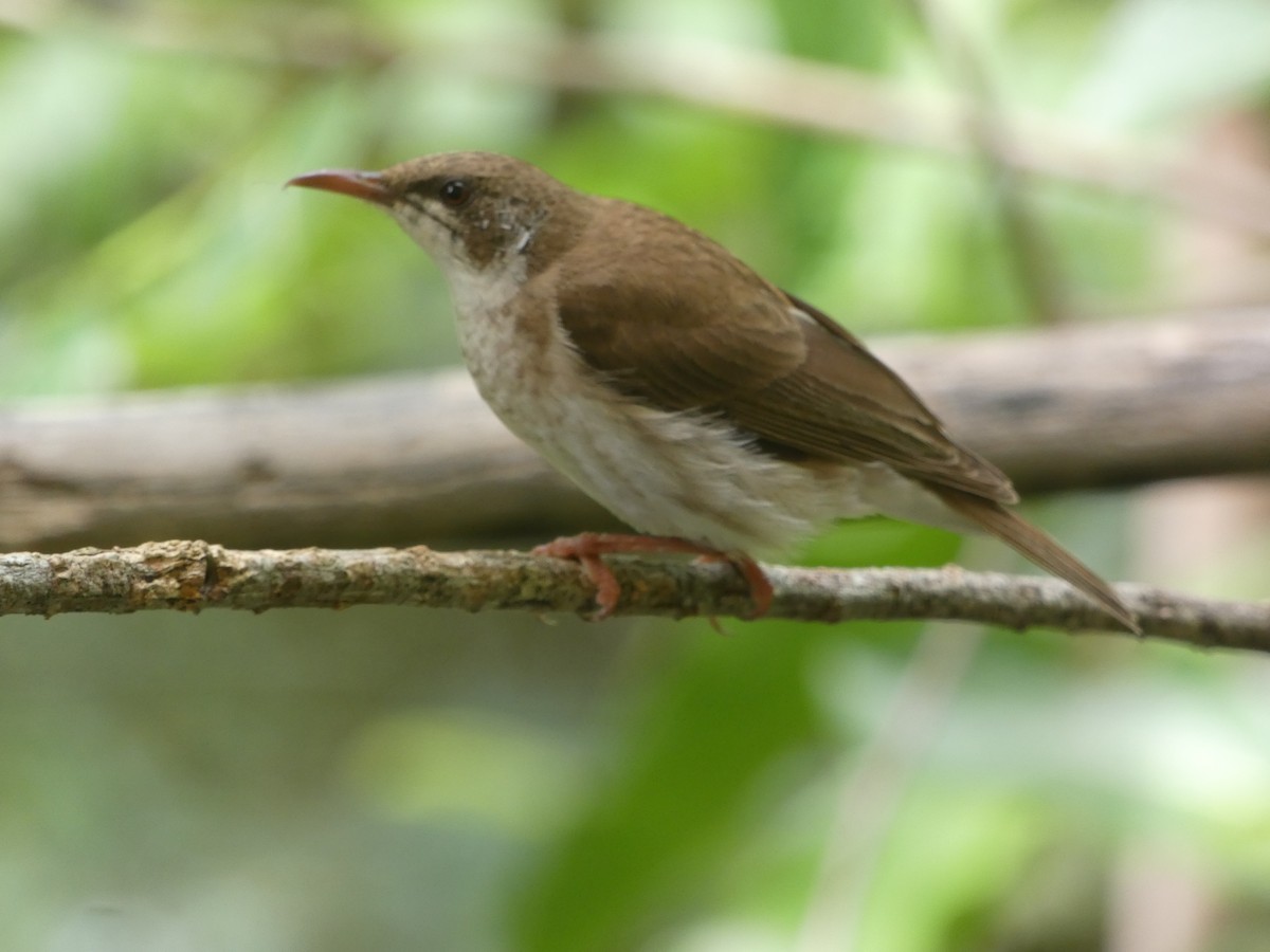 Brown-backed Honeyeater - ML646435431