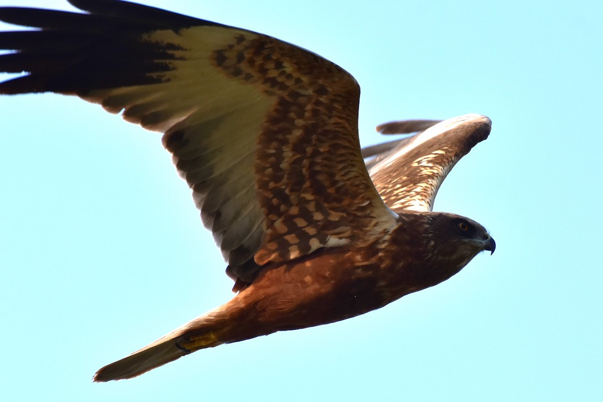 Western Marsh Harrier - ML646435432