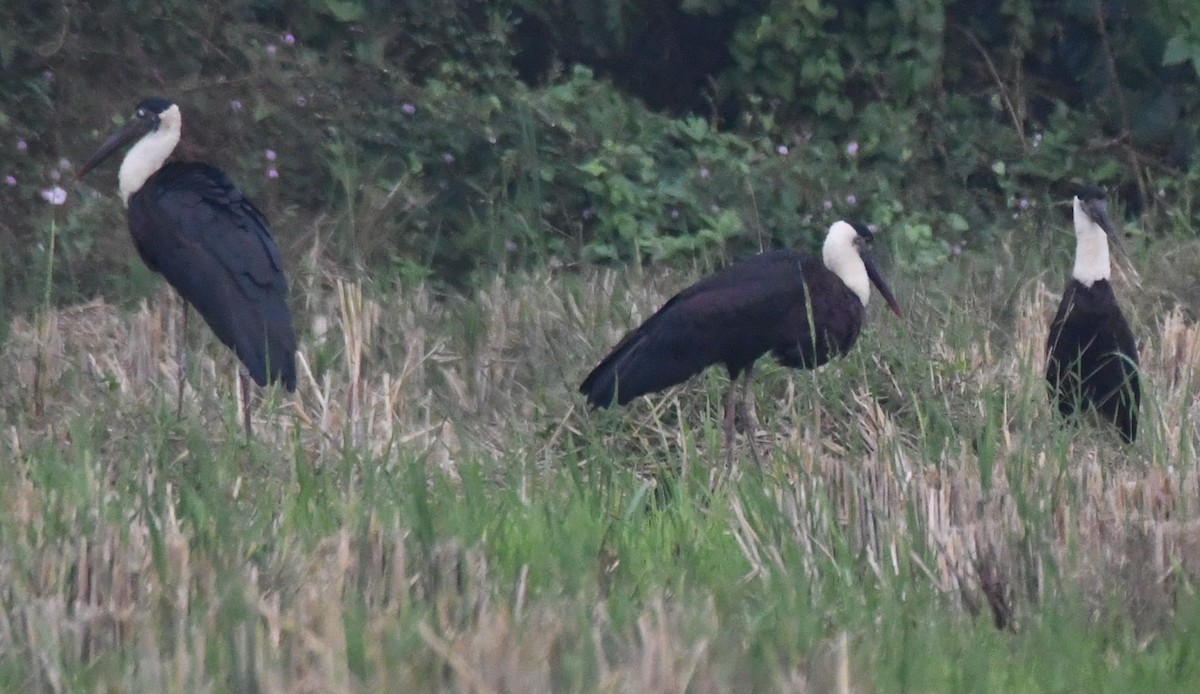 Asian Woolly-necked Stork - ML646435433