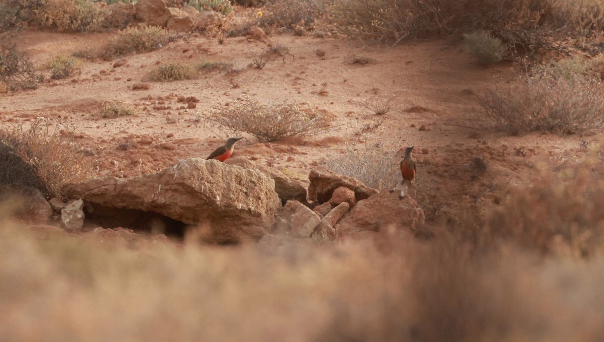 Ground Woodpecker - ML646435434