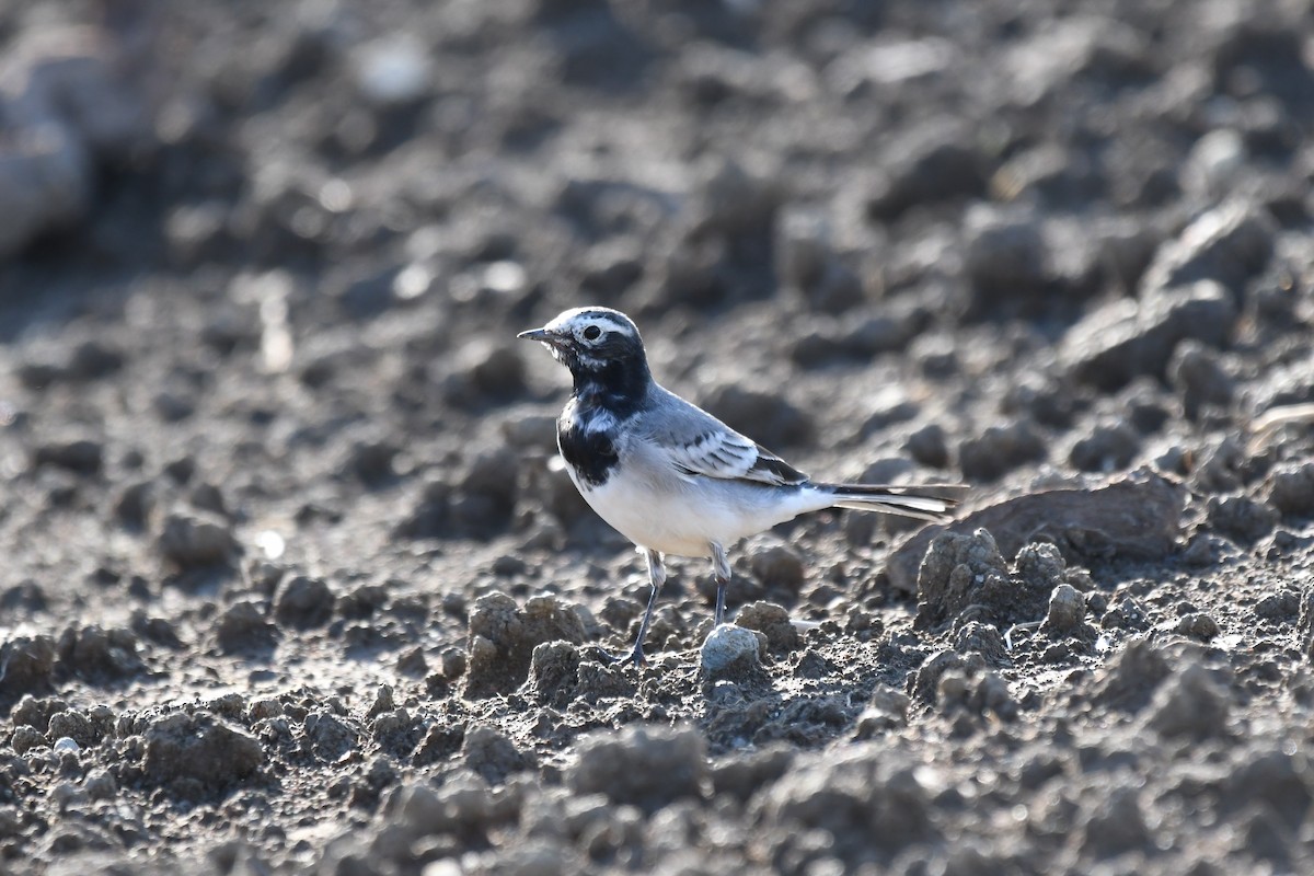 konipas bílý (ssp. personata) - ML646435435