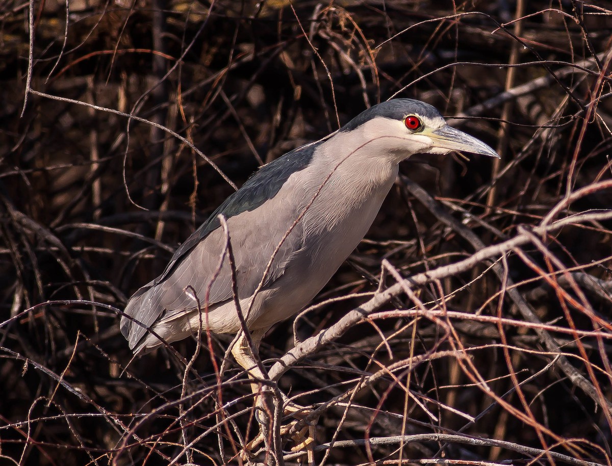 Black-crowned Night Heron - ML646435436