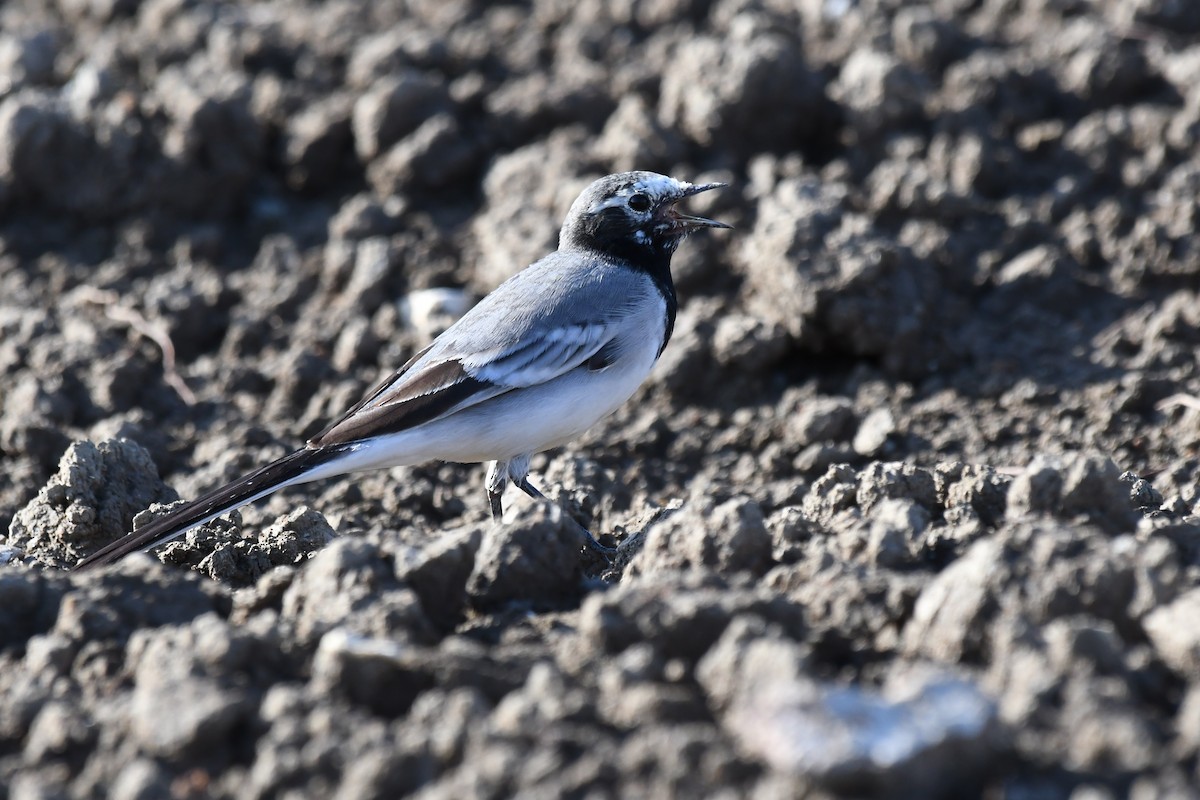 konipas bílý (ssp. personata) - ML646435437