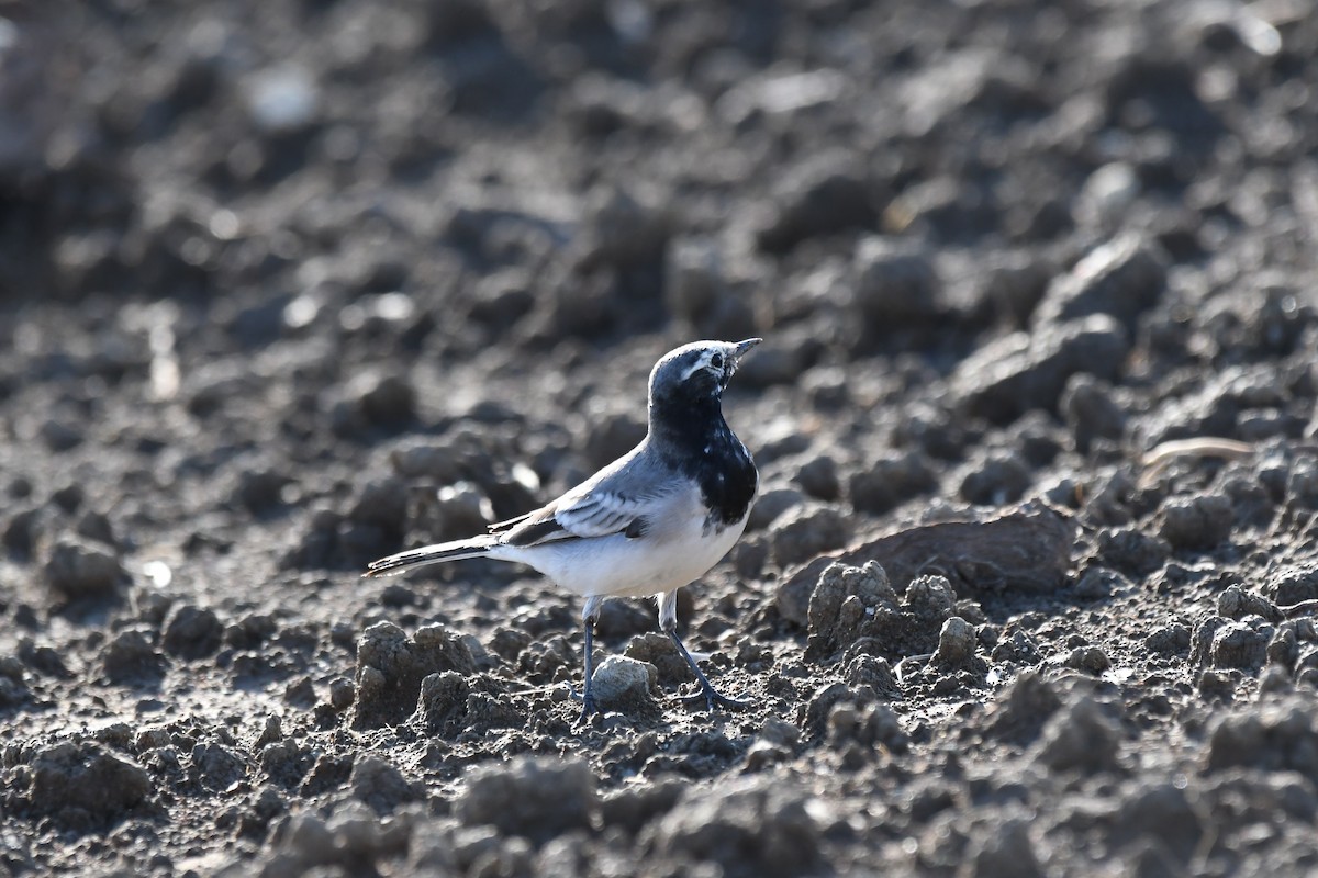 konipas bílý (ssp. personata) - ML646435439