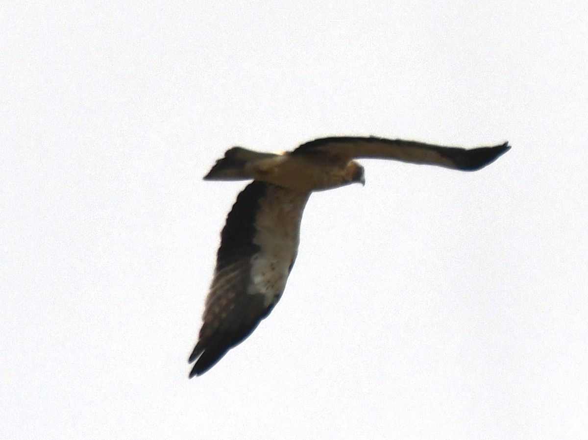 Booted Eagle - ML646435440