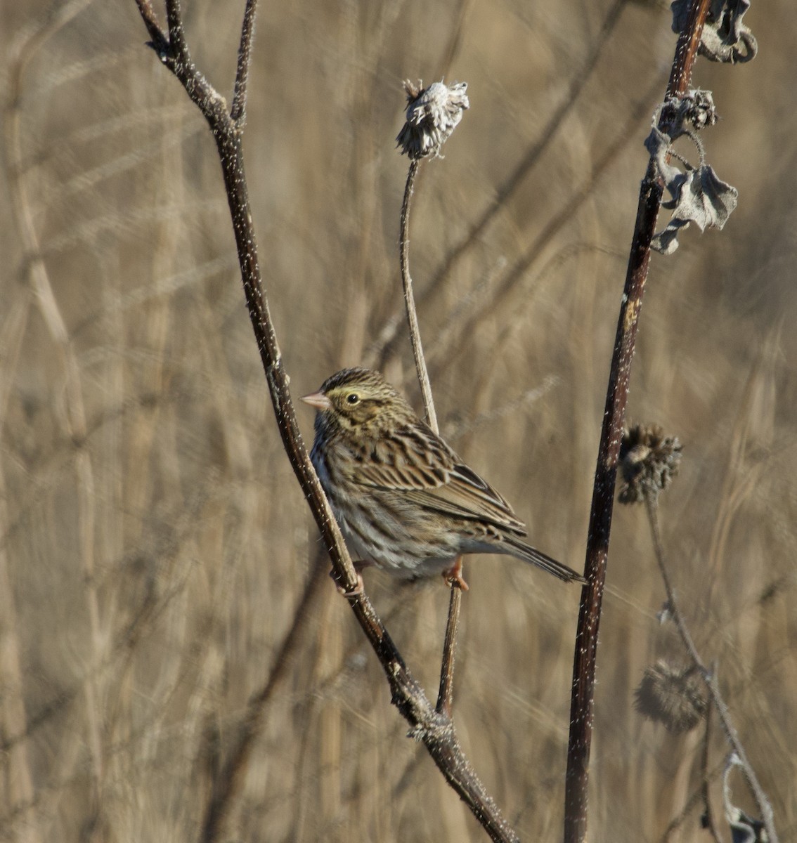 Savannah Sparrow - ML646435441