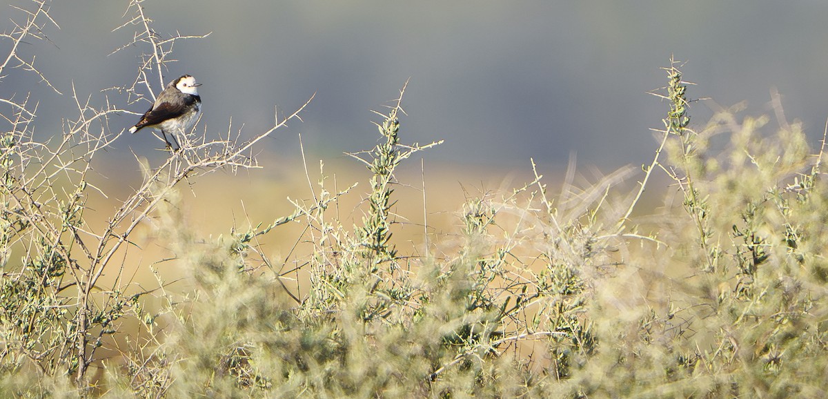 White-fronted Chat - ML646435442