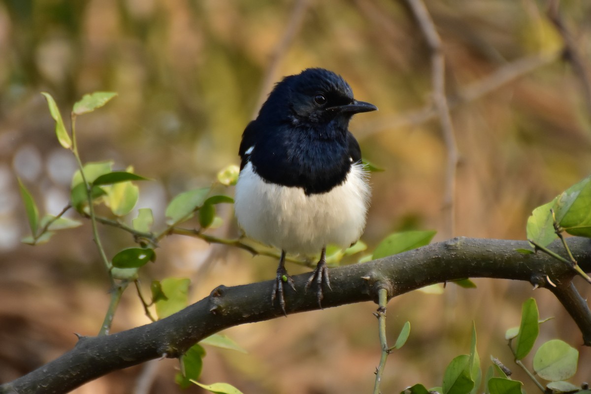 Garganey - ML646435443