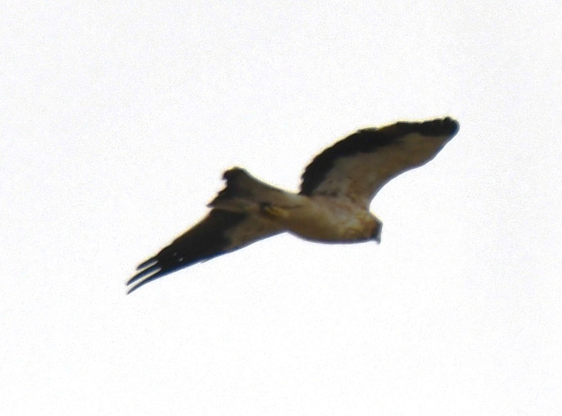 Booted Eagle - ML646435444