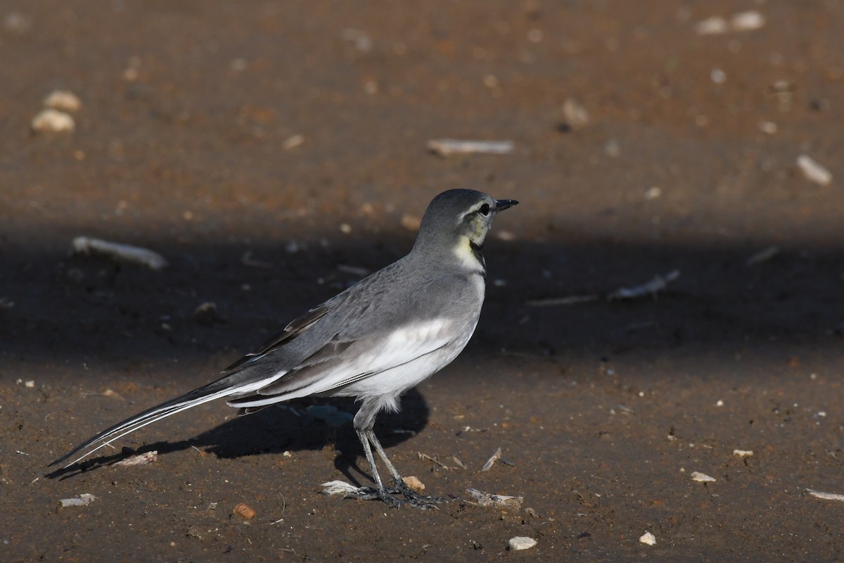 White Wagtail (Black-backed) - ML646435445