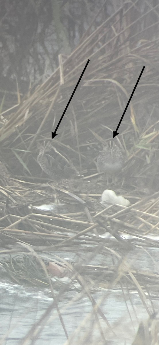 Wilson's Snipe - ML646435446