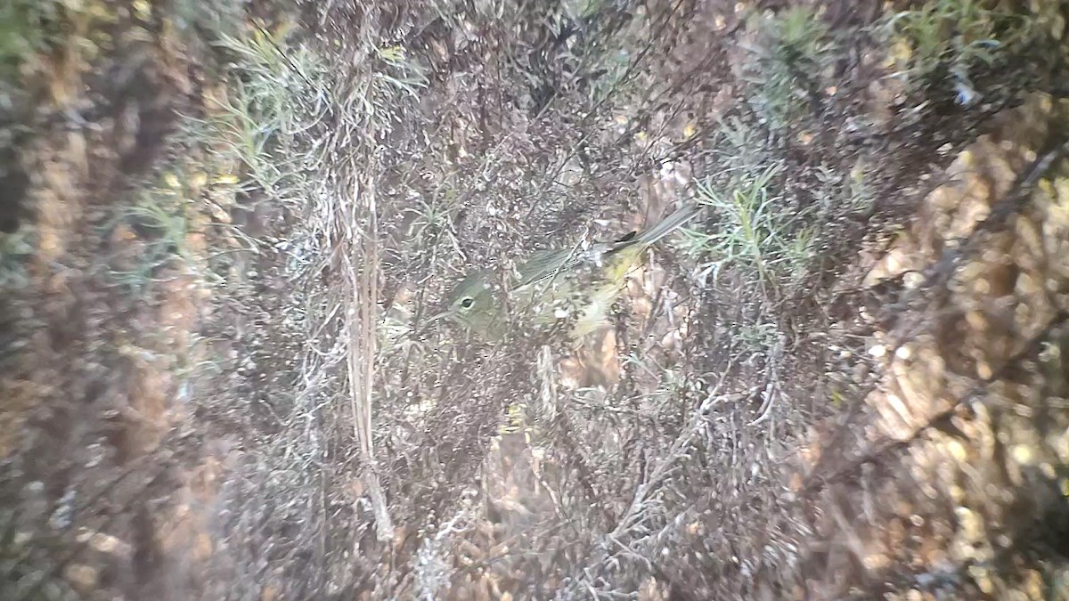 サメズアカアメリカムシクイ - ML646435452