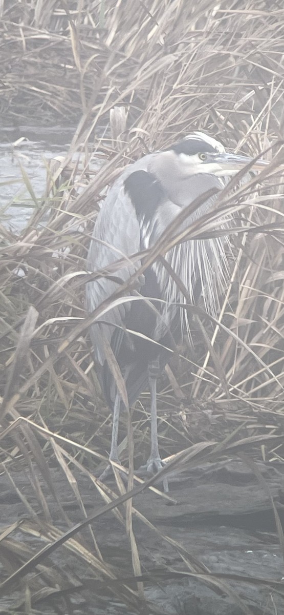 Great Blue Heron (Great Blue) - ML646435453