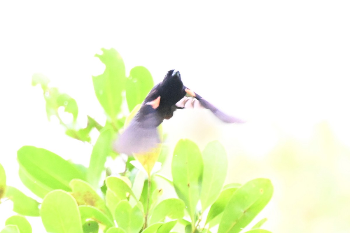 Red-shouldered Tanager - ML646435455