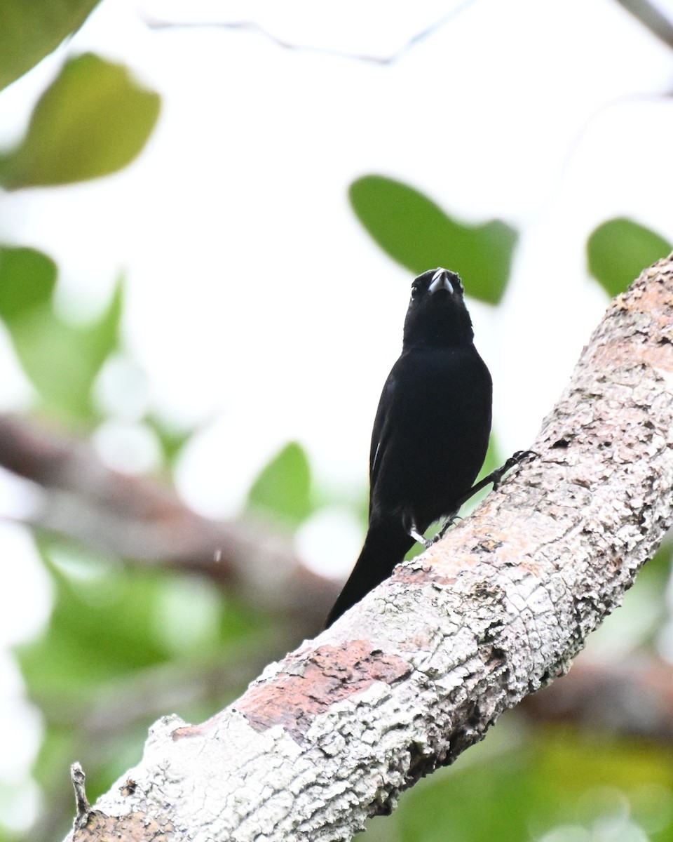 Red-shouldered Tanager - ML646435456