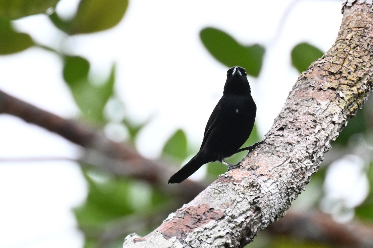 Red-shouldered Tanager - ML646435457