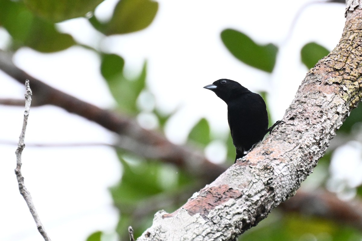 Red-shouldered Tanager - ML646435458