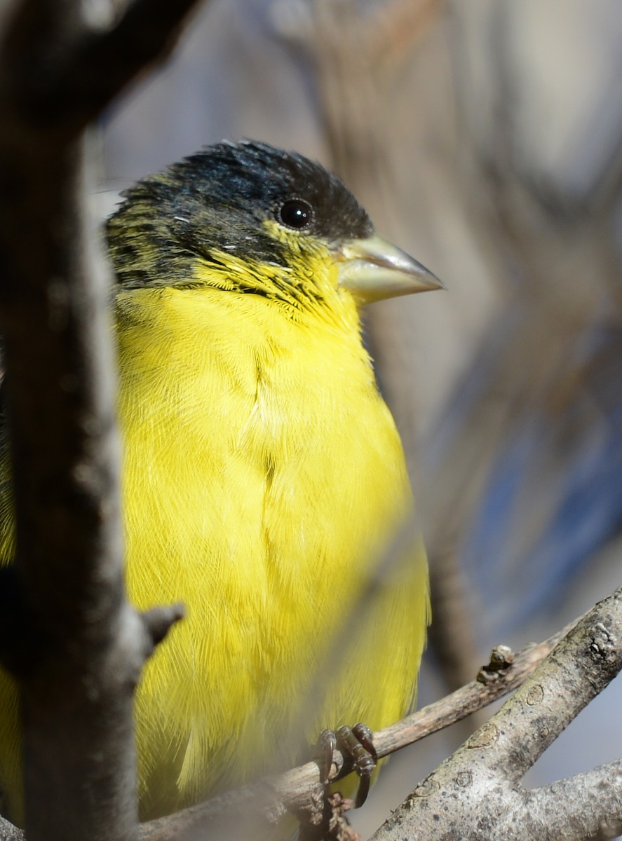 Lesser Goldfinch - ML646435459
