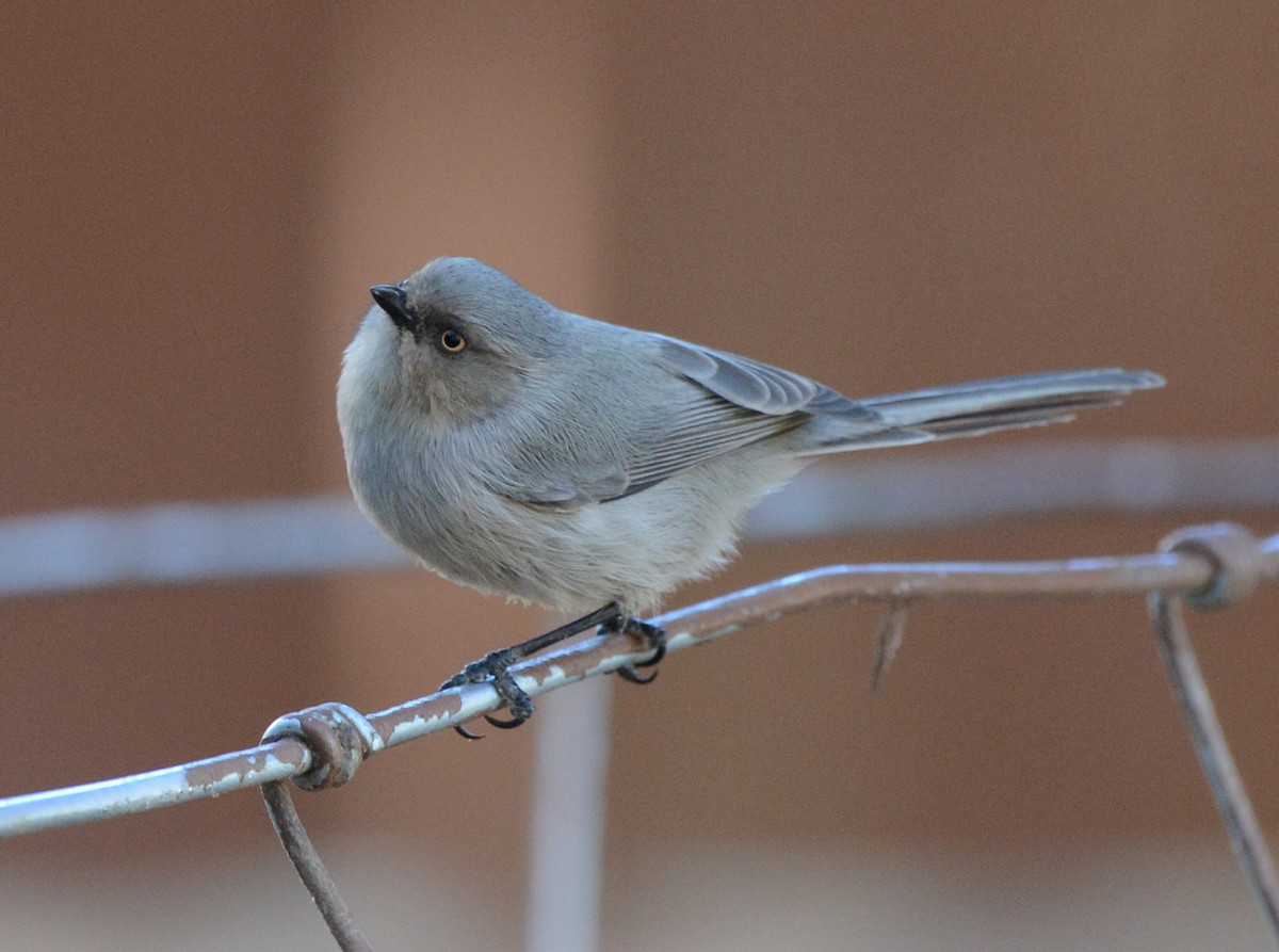 Bushtit - ML646435461