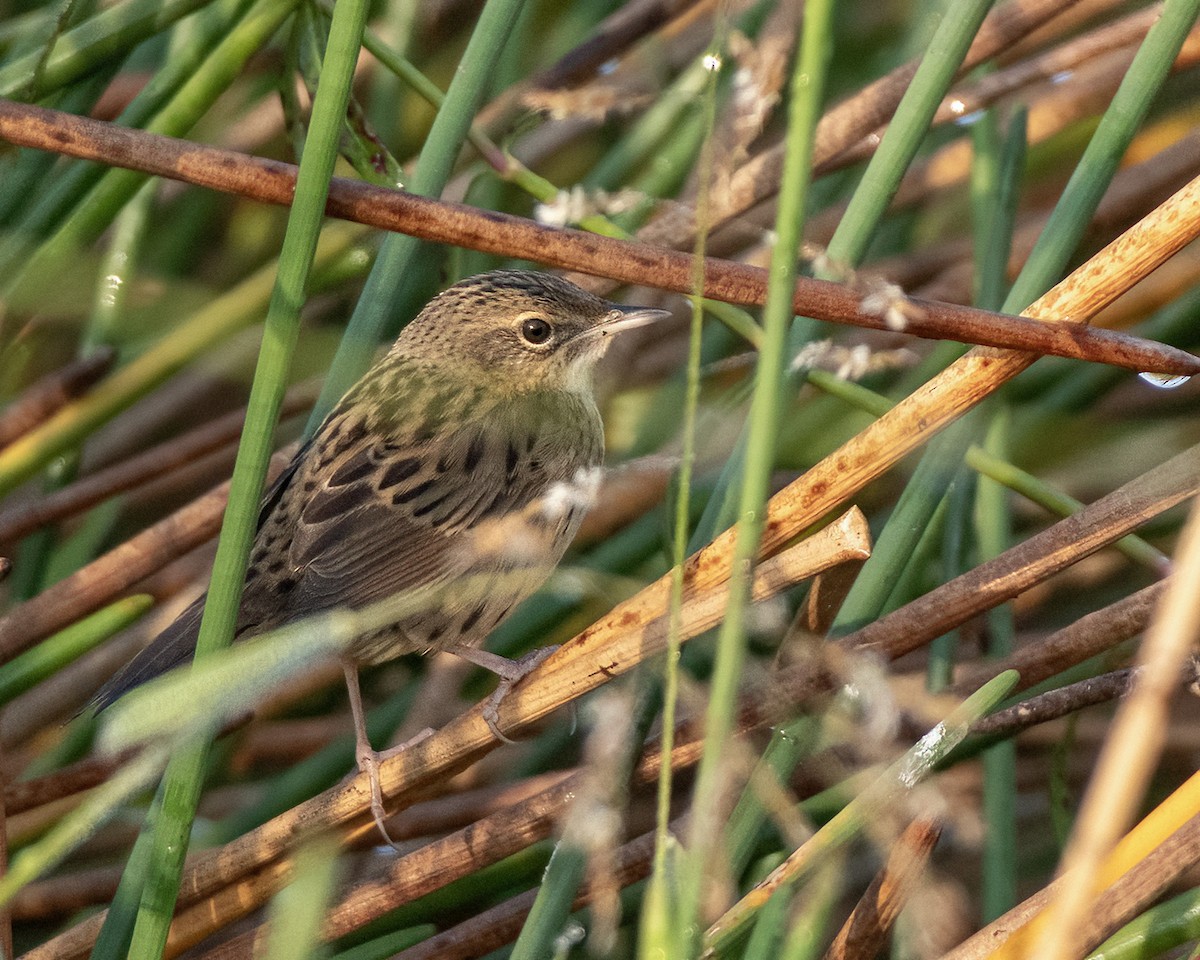 マキノセンニュウ - ML646435462