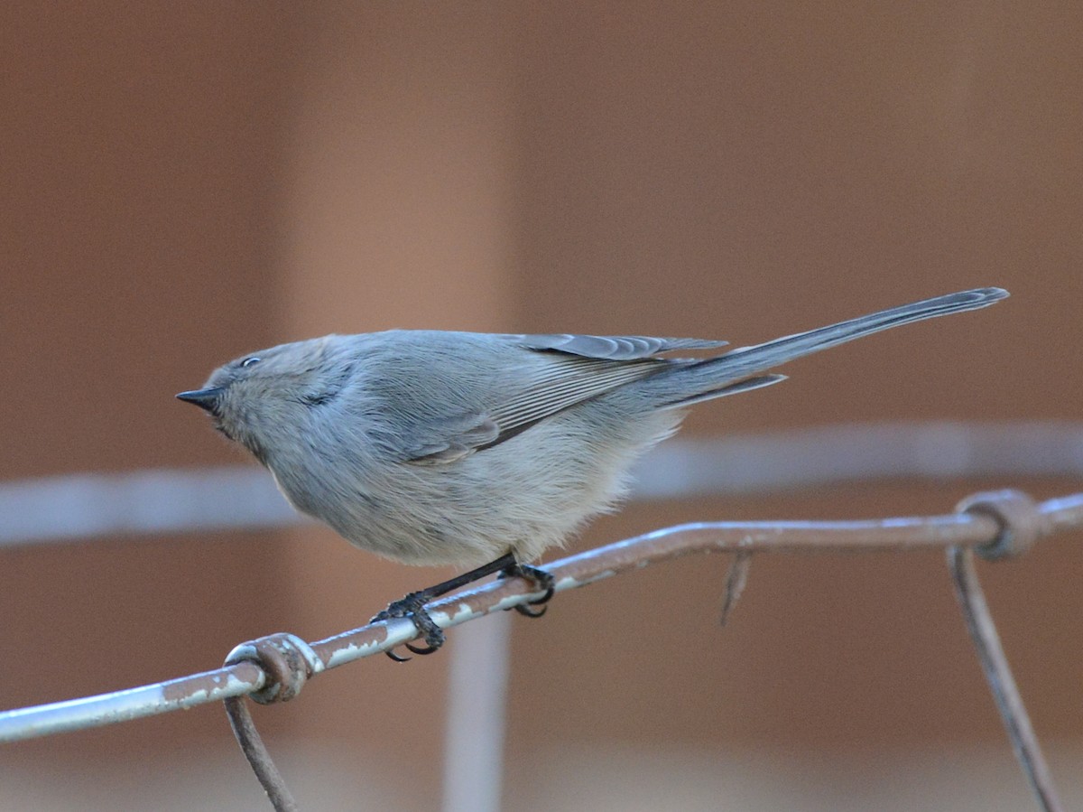 Bushtit - ML646435464