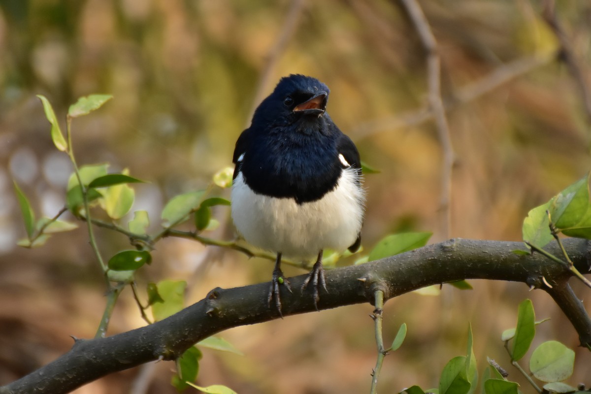 Oriental Magpie-Robin - ML646435465