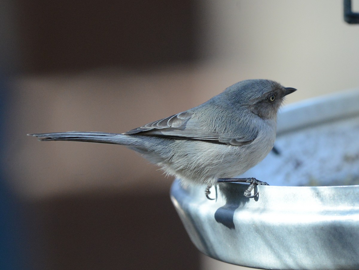 Bushtit - ML646435466