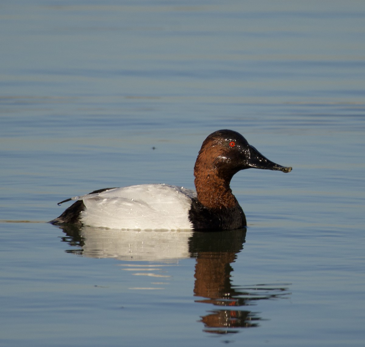 polák dlouhozobý - ML646435467