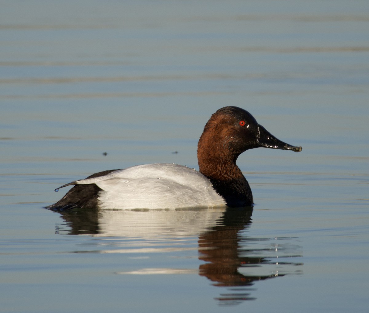 polák dlouhozobý - ML646435468