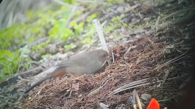 カリフォルニアムジトウヒチョウ - ML646435472