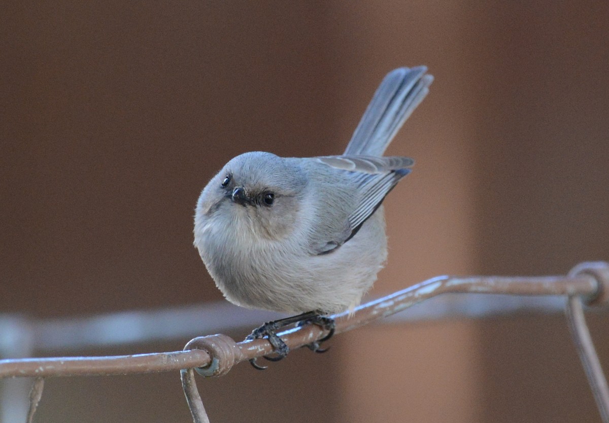 Bushtit - ML646435475