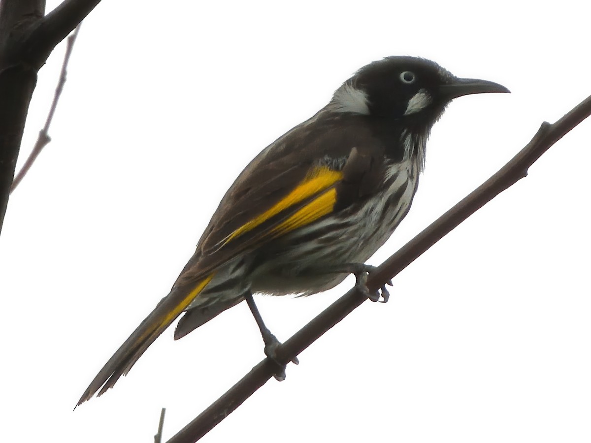 New Holland Honeyeater - ML646435483