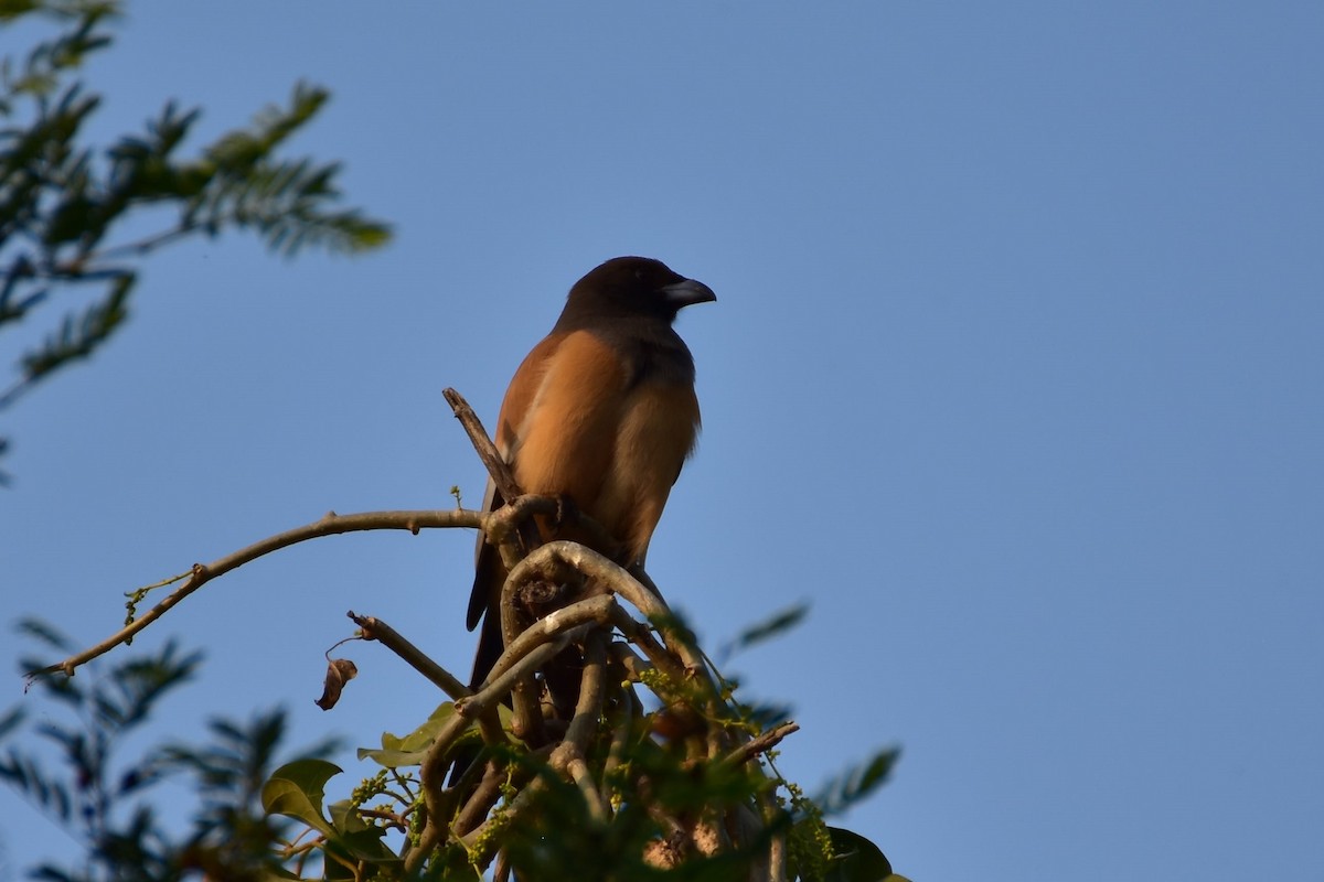 straka toulavá - ML646435484