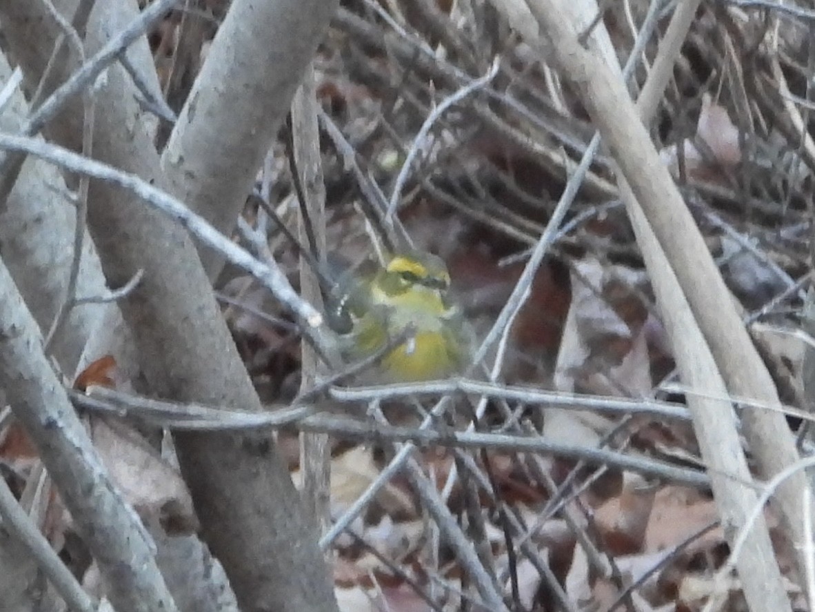 Townsend's Warbler - ML646435485