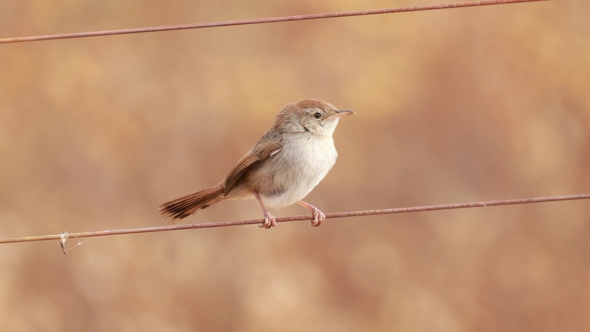 Gray-backed Cisticola - ML646435486