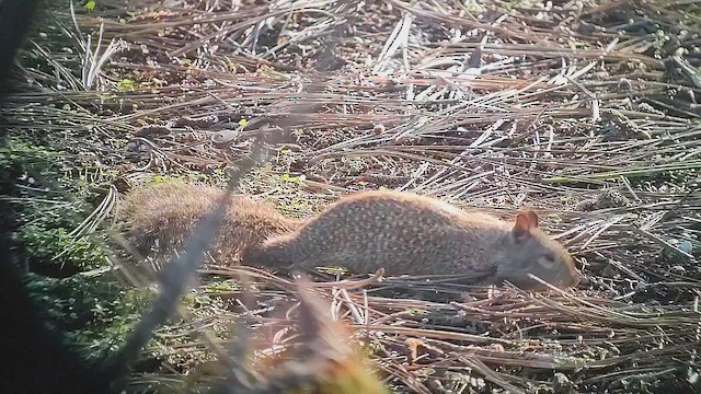 動物界 - ML646435488