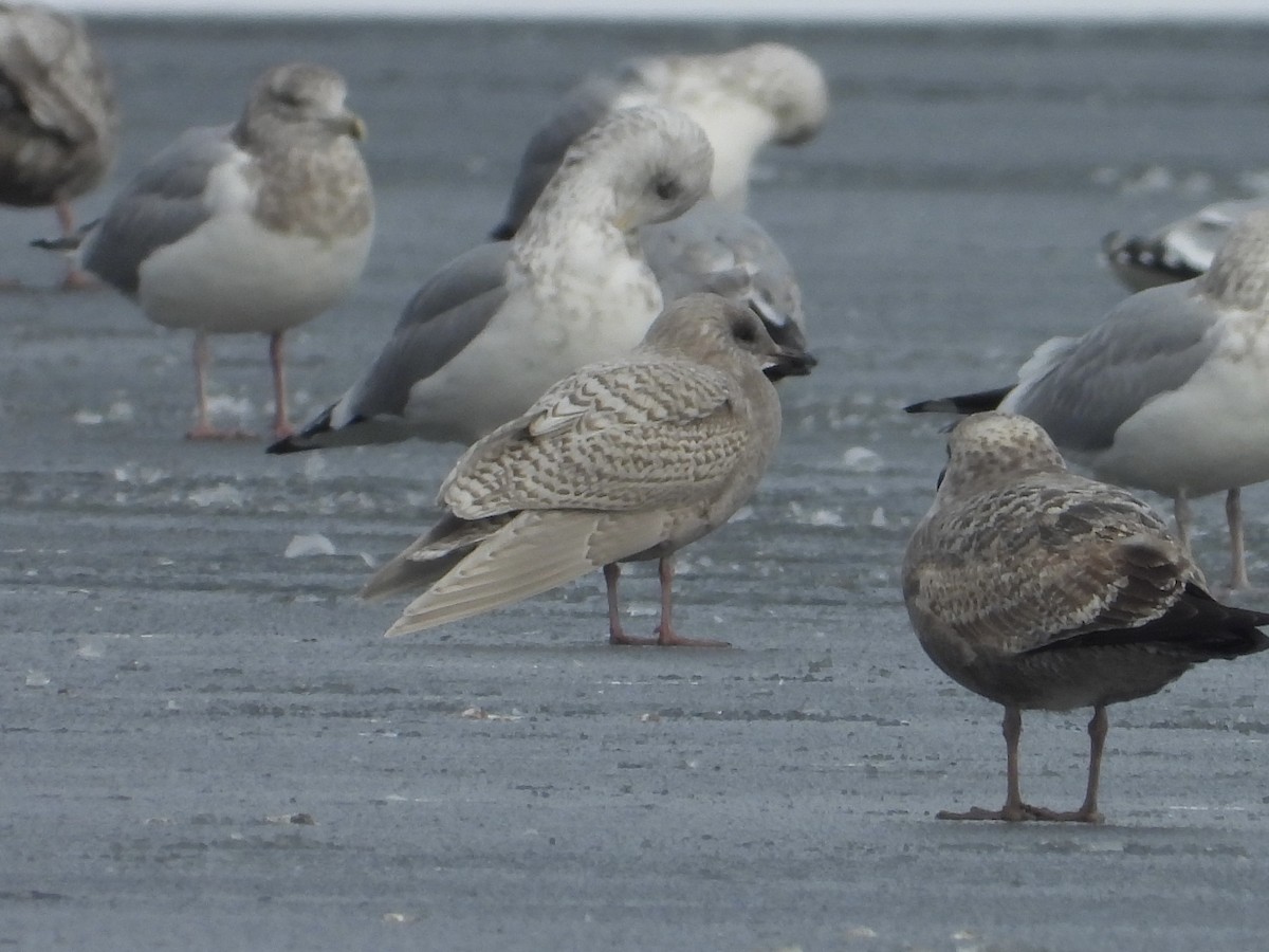 Iceland Gull - ML646435492