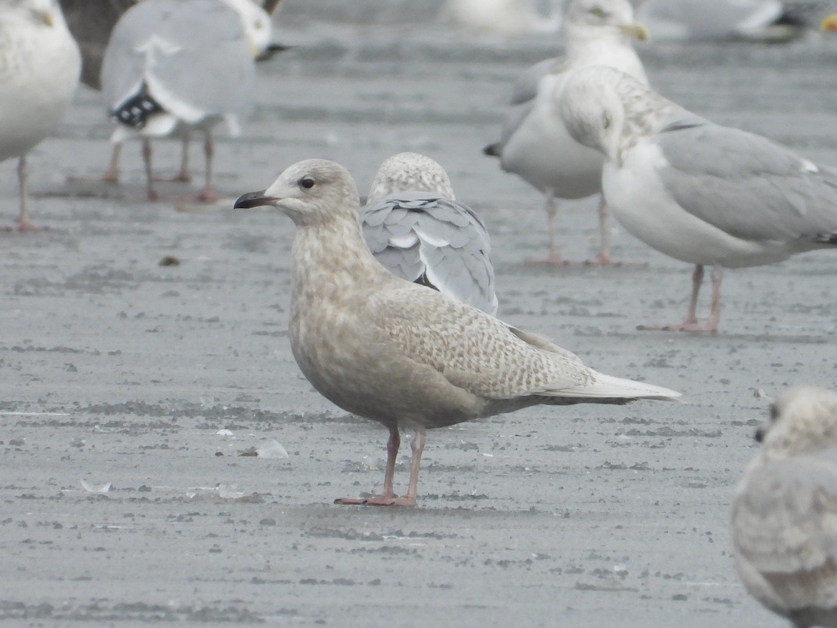 Iceland Gull - ML646435493