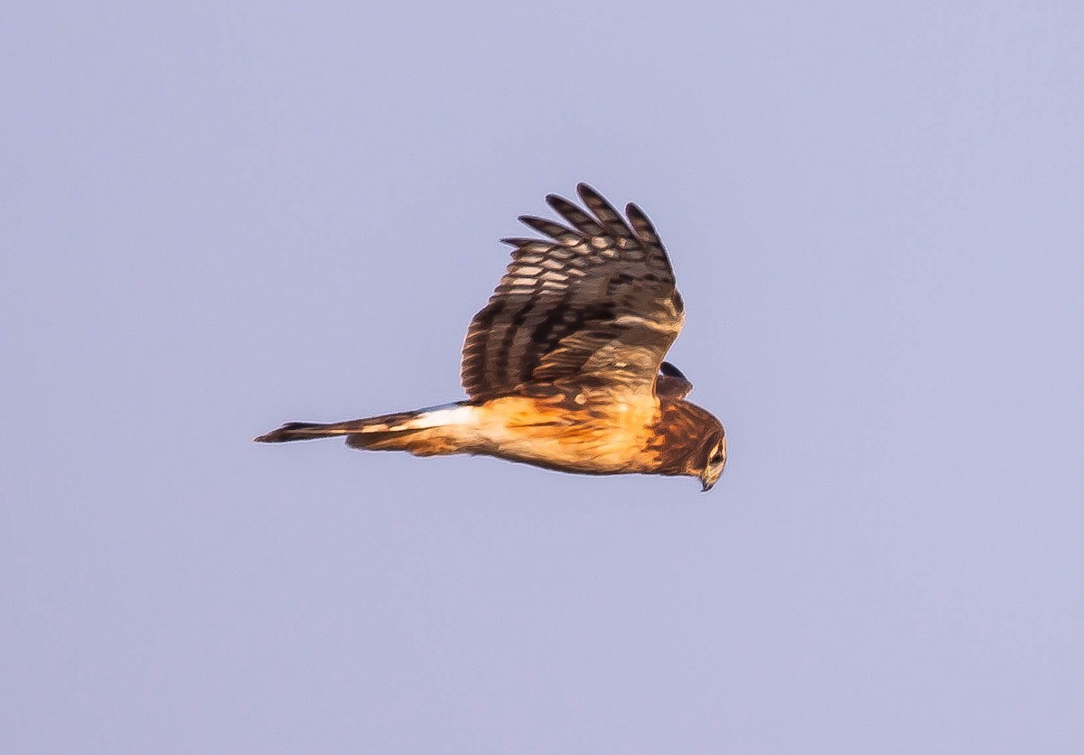 Northern Harrier - ML646435494