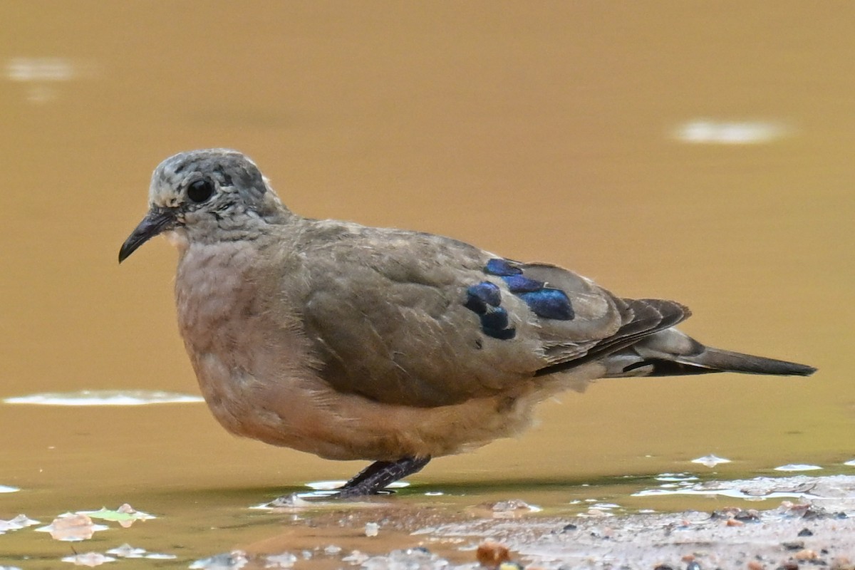 Горлиця сомалійська - ML646435497