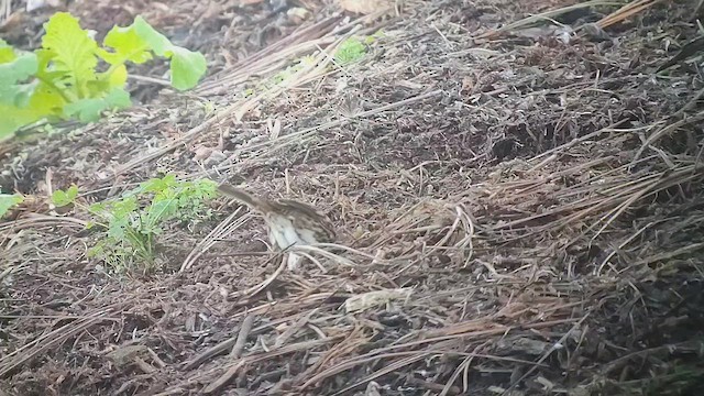 ウタスズメ - ML646435499