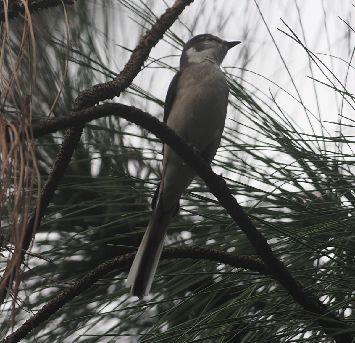 小灰山椒鳥 - ML646435500