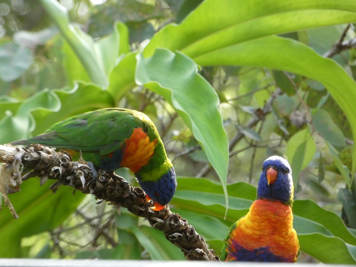 Rainbow Lorikeet - ML646435501