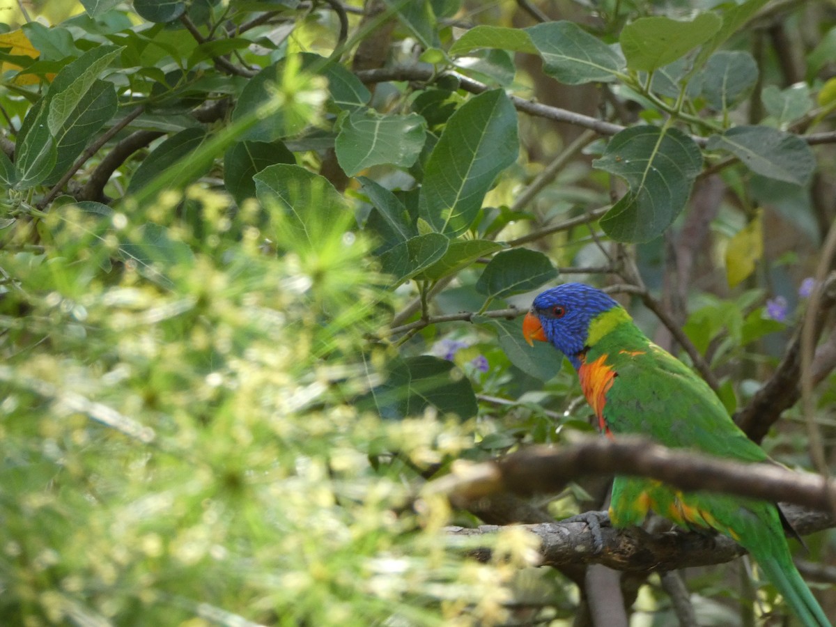 Rainbow Lorikeet - ML646435502