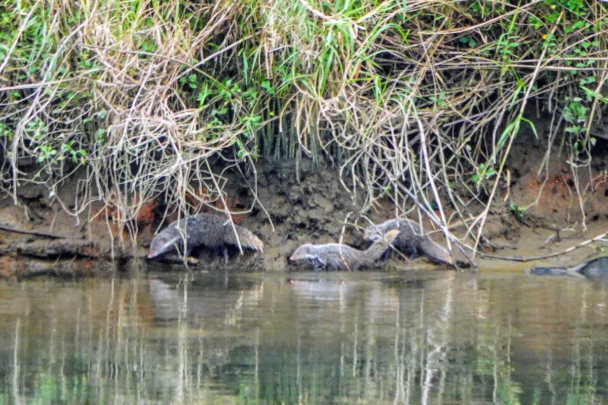 Crab-eating Mongoose - ML646435503