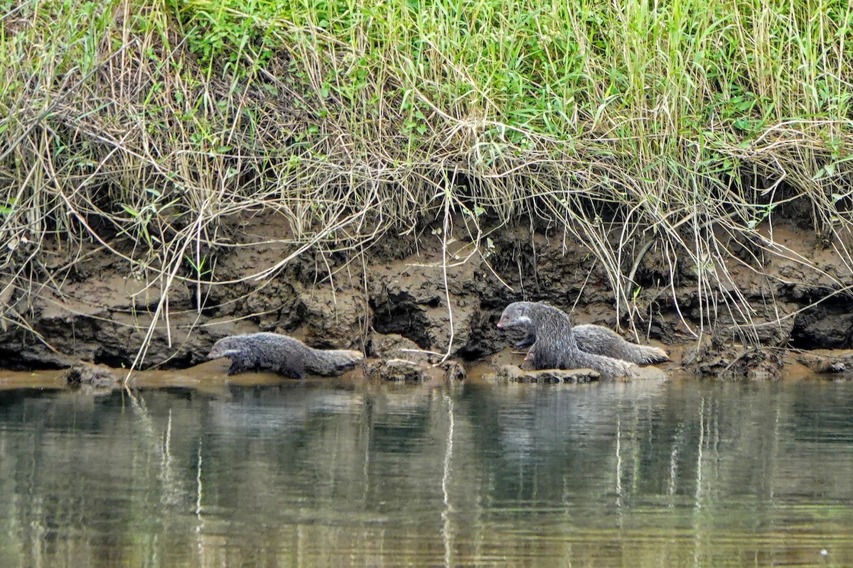 Crab-eating Mongoose - ML646435504