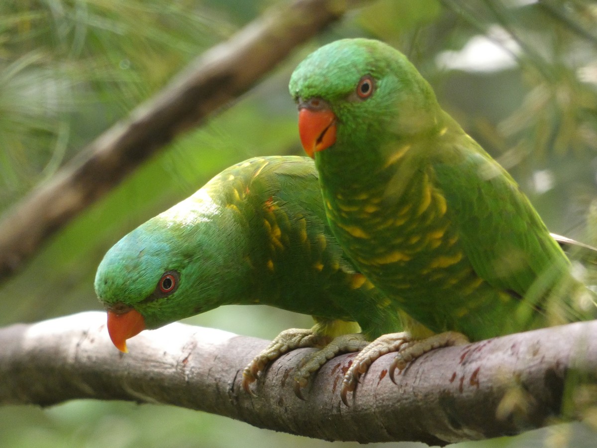 Scaly-breasted Lorikeet - ML646435508