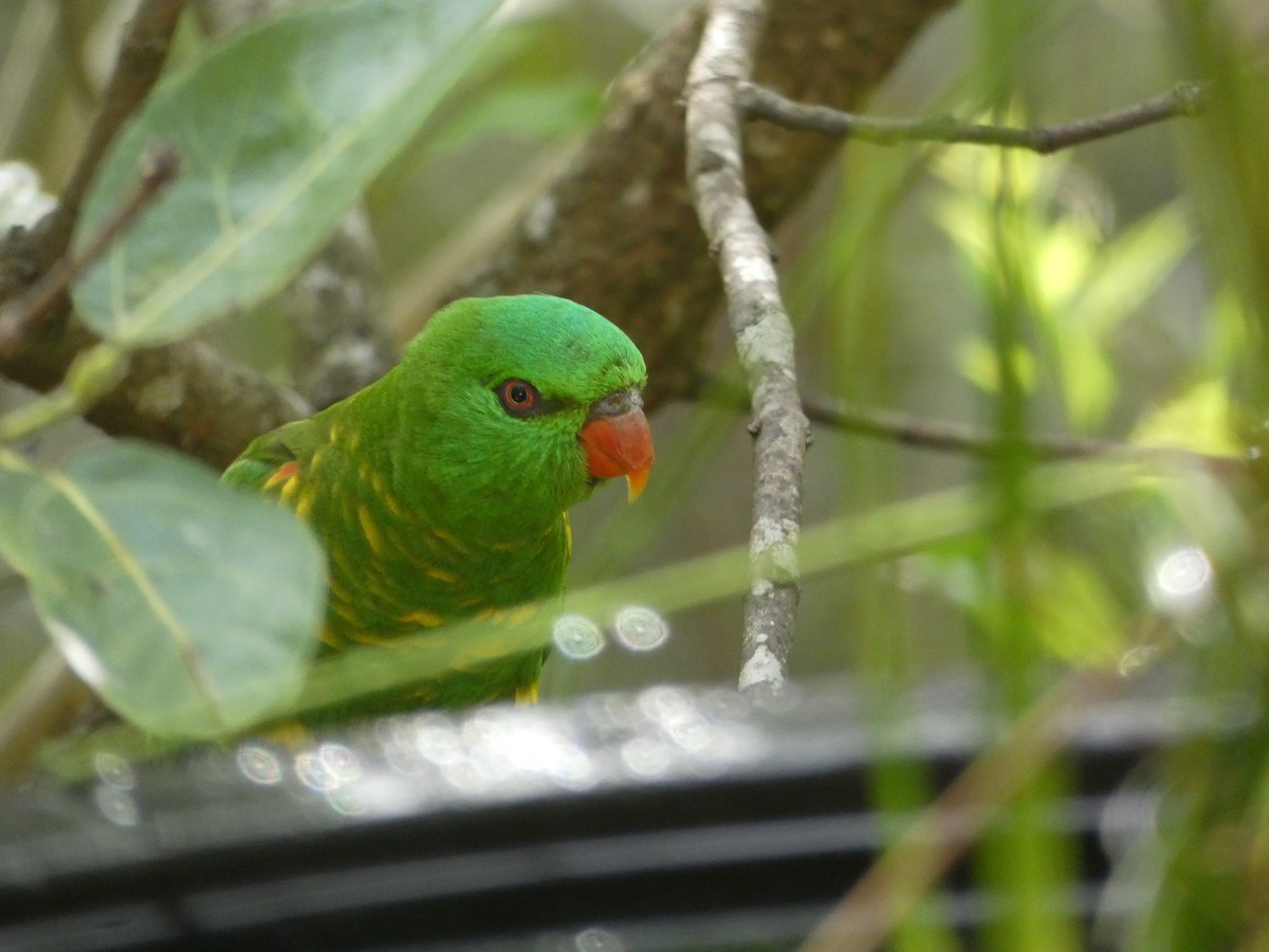 Scaly-breasted Lorikeet - ML646435509