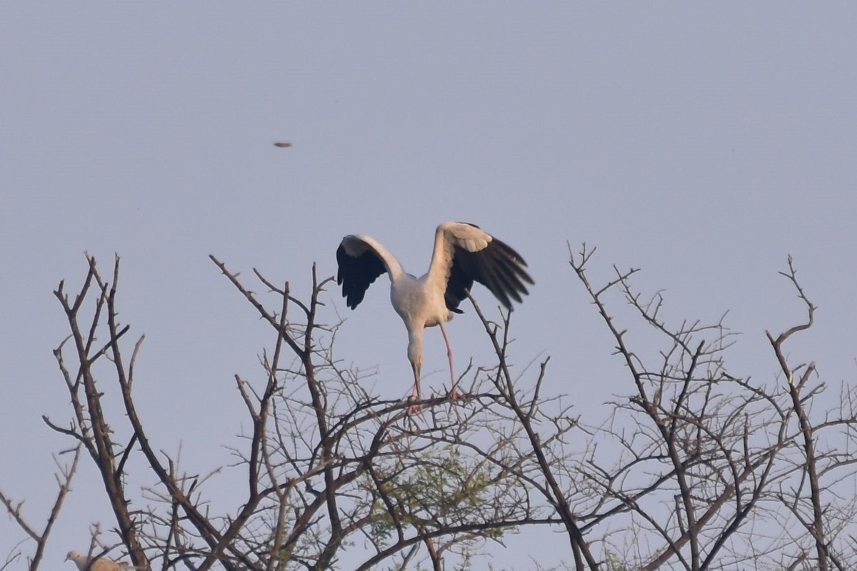 zejozob asijský - ML646435510