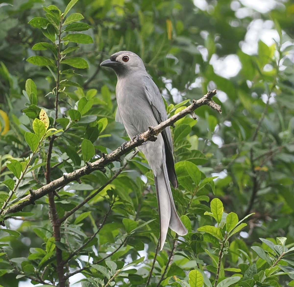 灰卷尾 - ML646435512